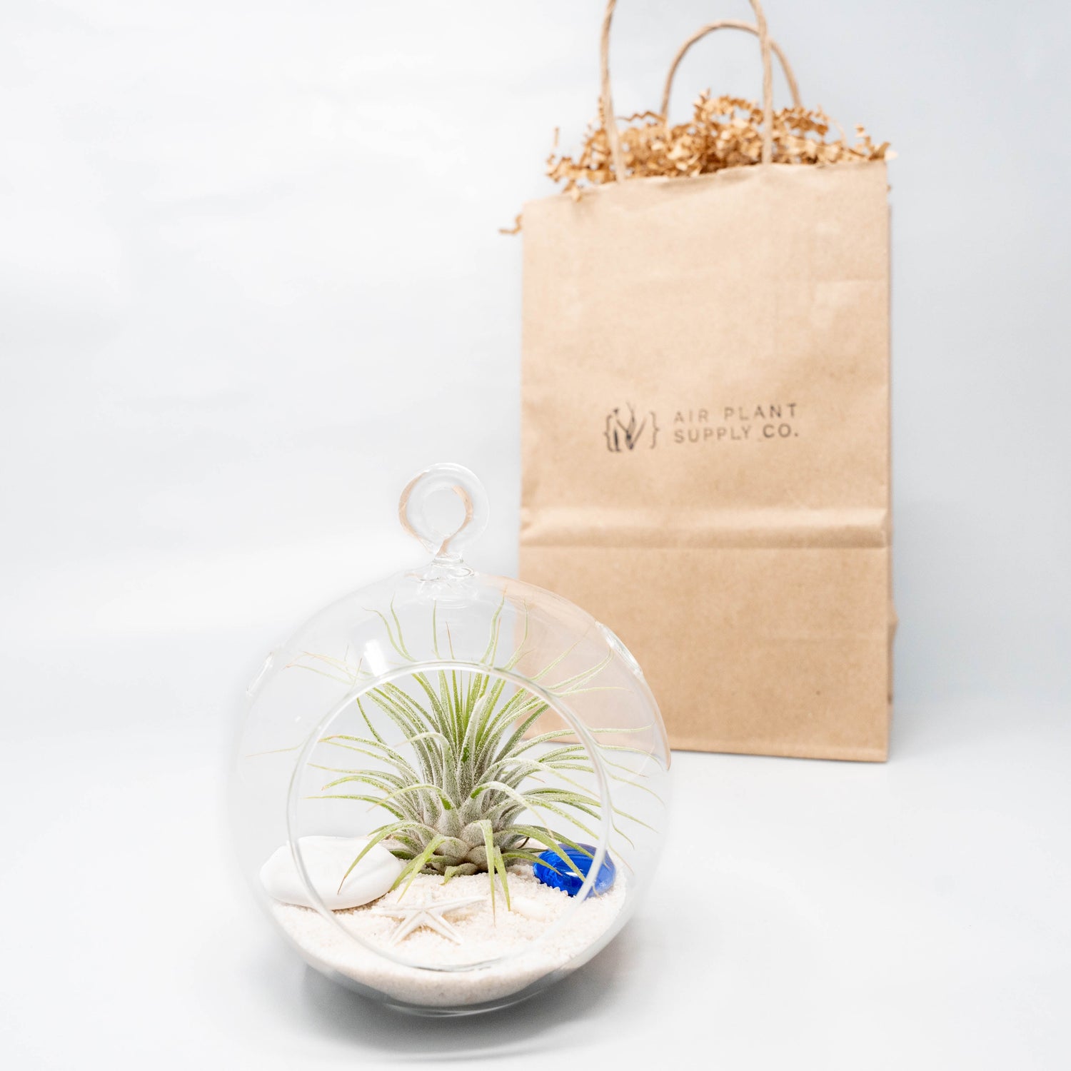 Gift Wrapped Terrarium Kits with Tillandsia Air Plants