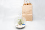 Gift Wrapped Terrarium Kits with Tillandsia Air Plants