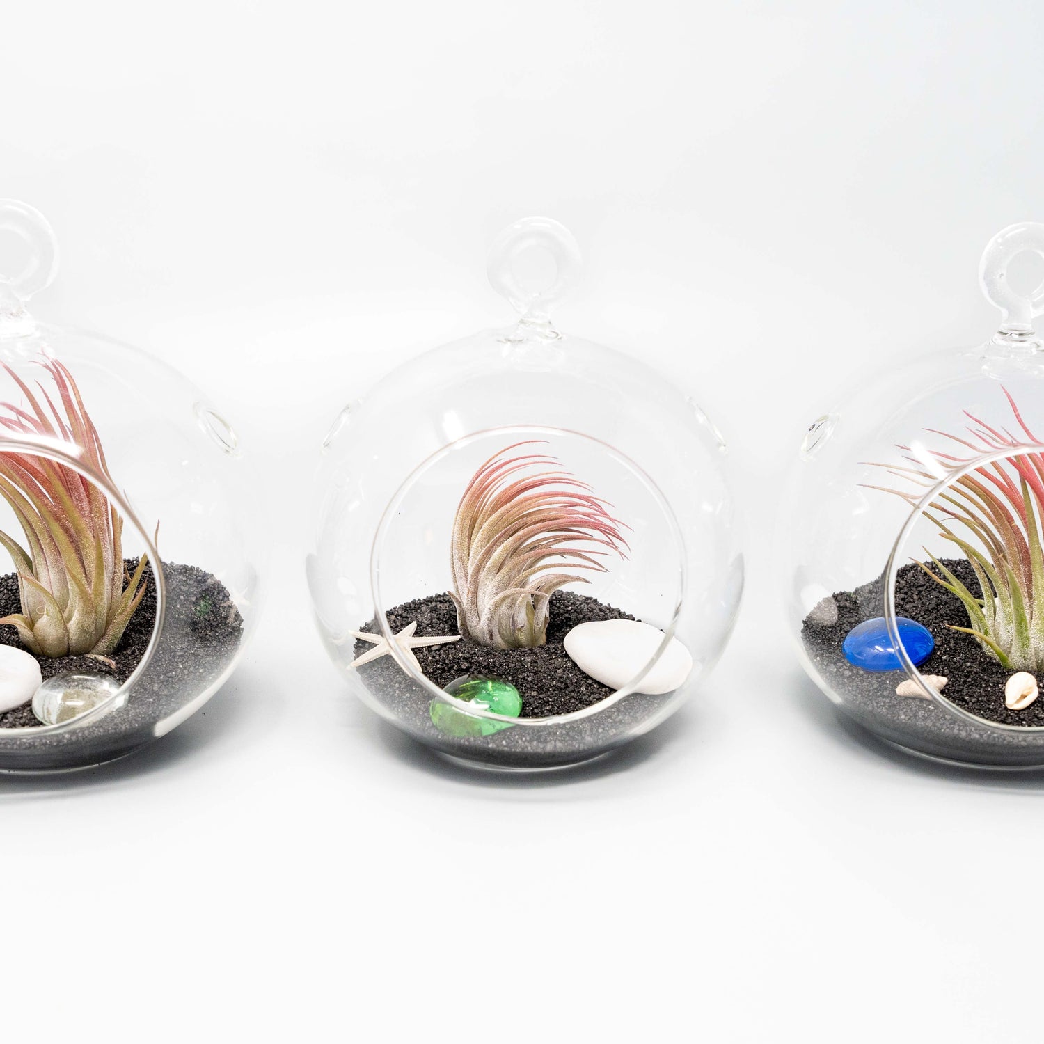 Beach Terrarium in Flat Bottom Globe with Black Sand and Tillandsia Ionantha