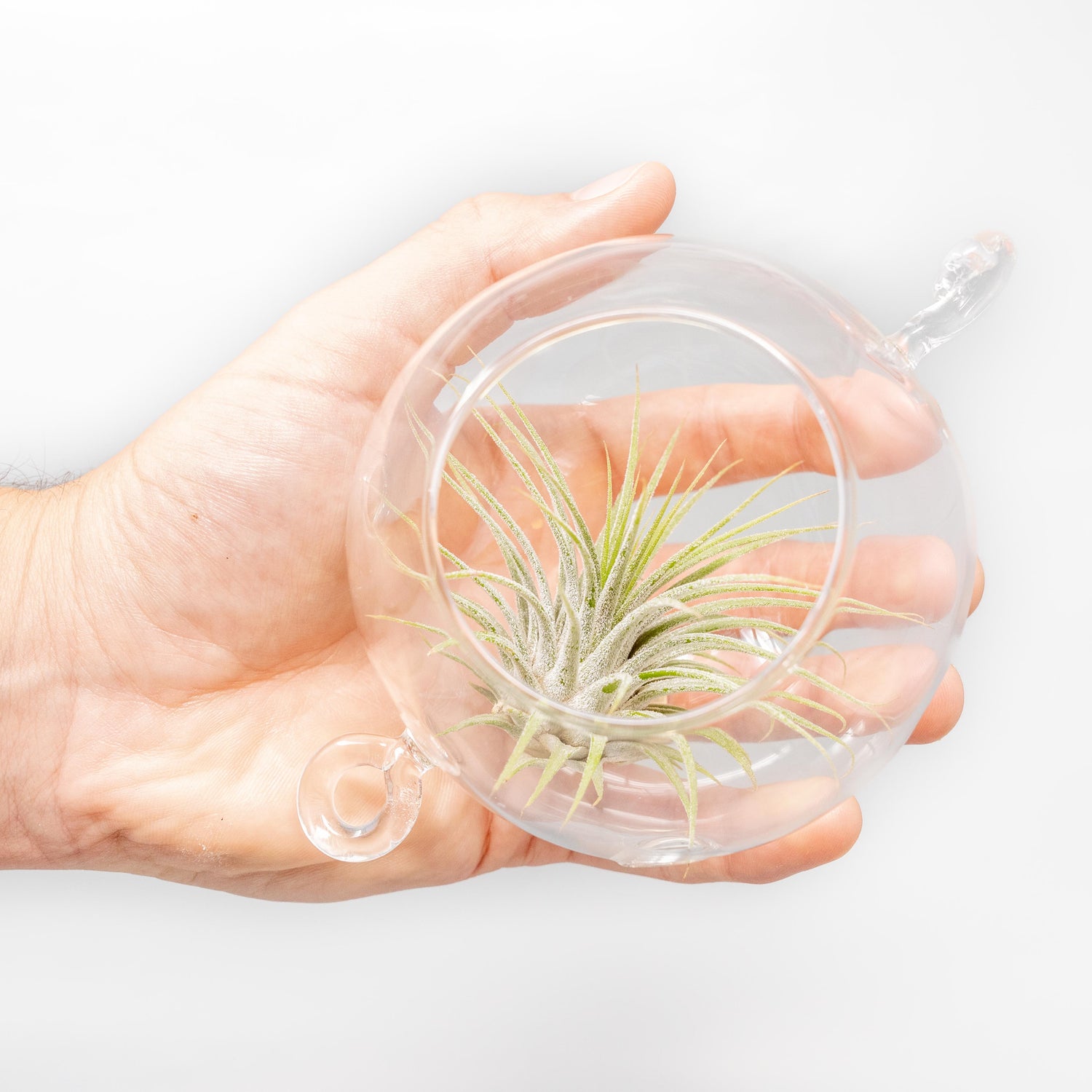Hanging Globe Terrariums with Double-Hooks