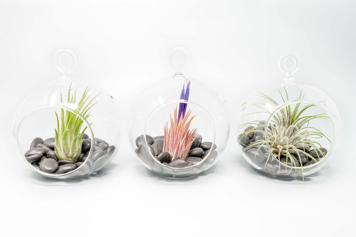 Terrarium Globe with Flat Bottom, Air Plant & Black Stones