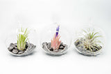 Terrarium Globe with Flat Bottom, Air Plant & Black Stones