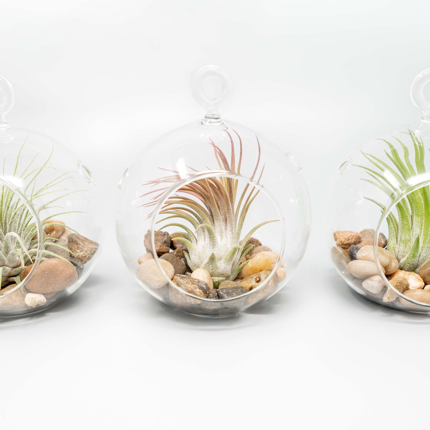 Terrarium Globe with Flat Bottom, Air Plant & River Stones