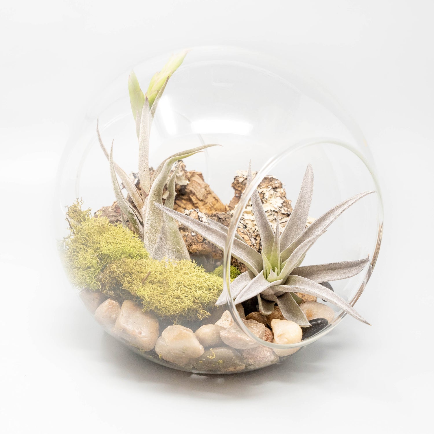 Large Glass Terrarium with 2 Open Ends