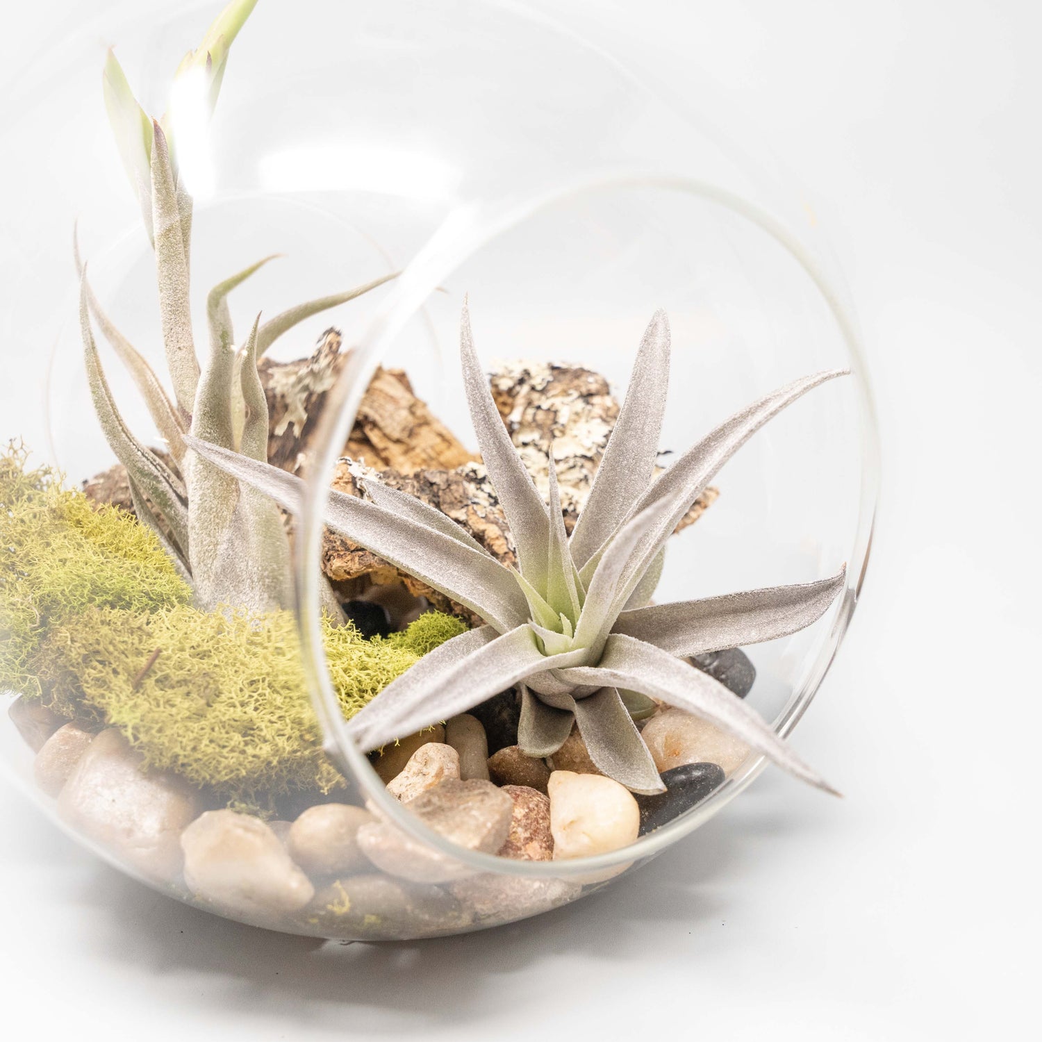 Large Hand-Blown Glass Terrarium with Tillandsia Caput Medusae & Harrisii