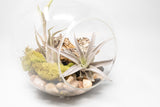 Large Hand-Blown Glass Terrarium with Tillandsia Caput Medusae & Harrisii