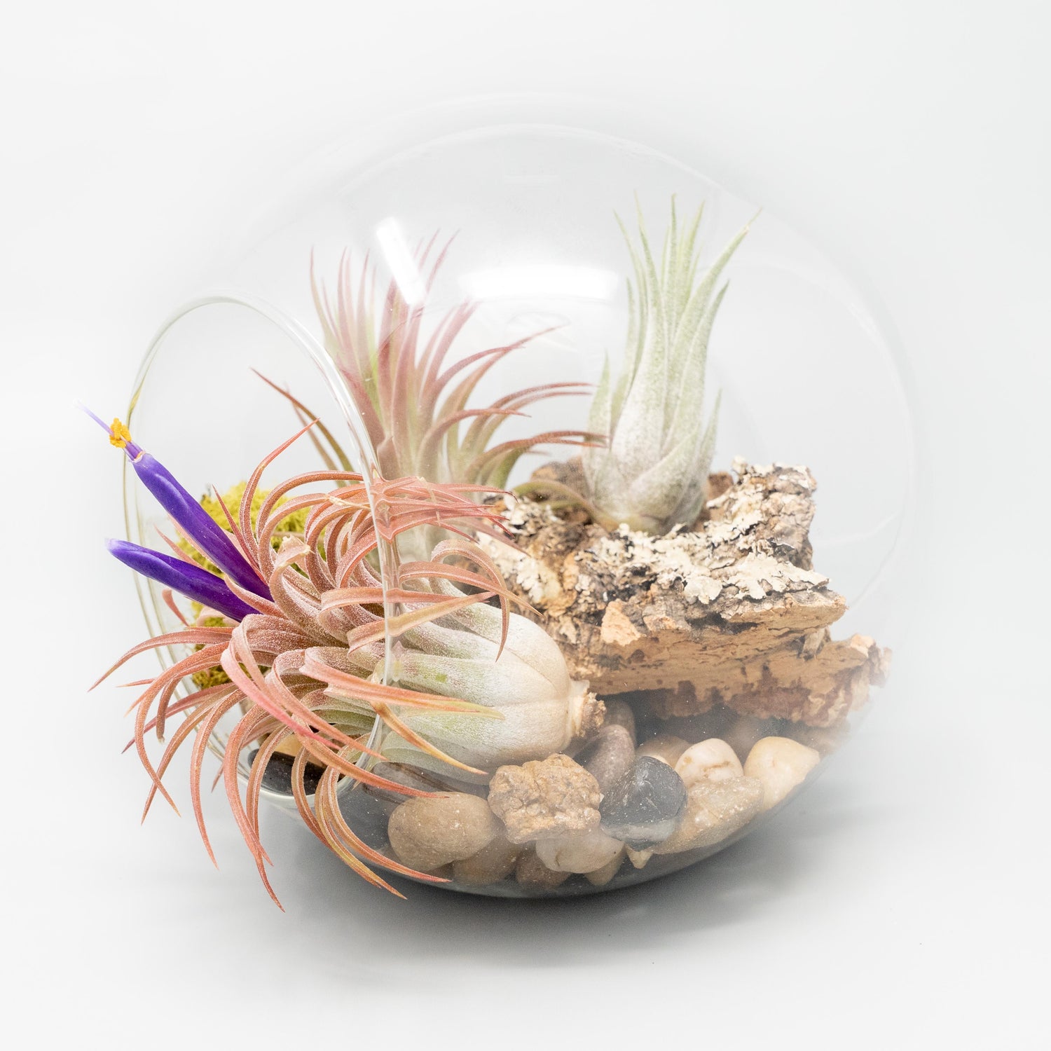 Large Glass Terrarium with 2 Open Ends