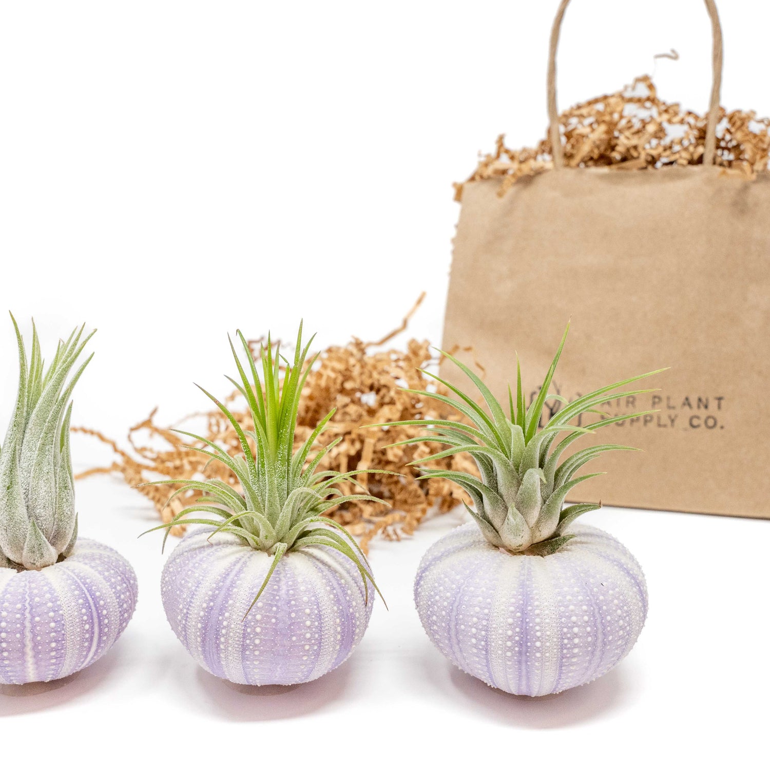 Gift Wrapped Purple Urchins with Tillandsia Air Plants