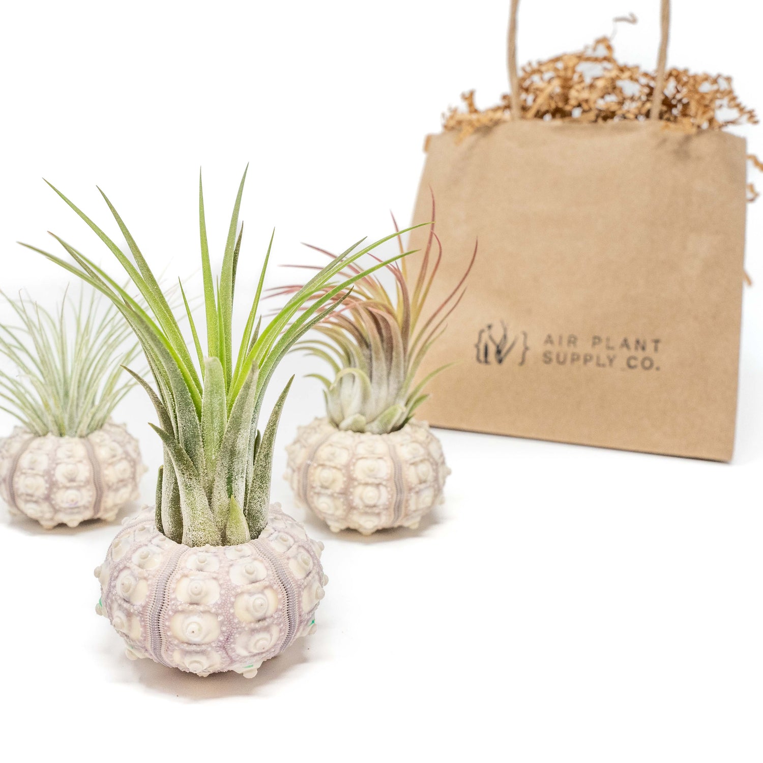 Gift Wrapped Sputnik Urchins with Tillandsia Air Plants