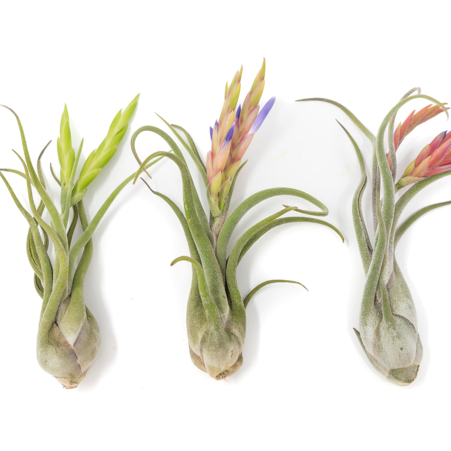 Tillandsia Caput Medusae Air Plants