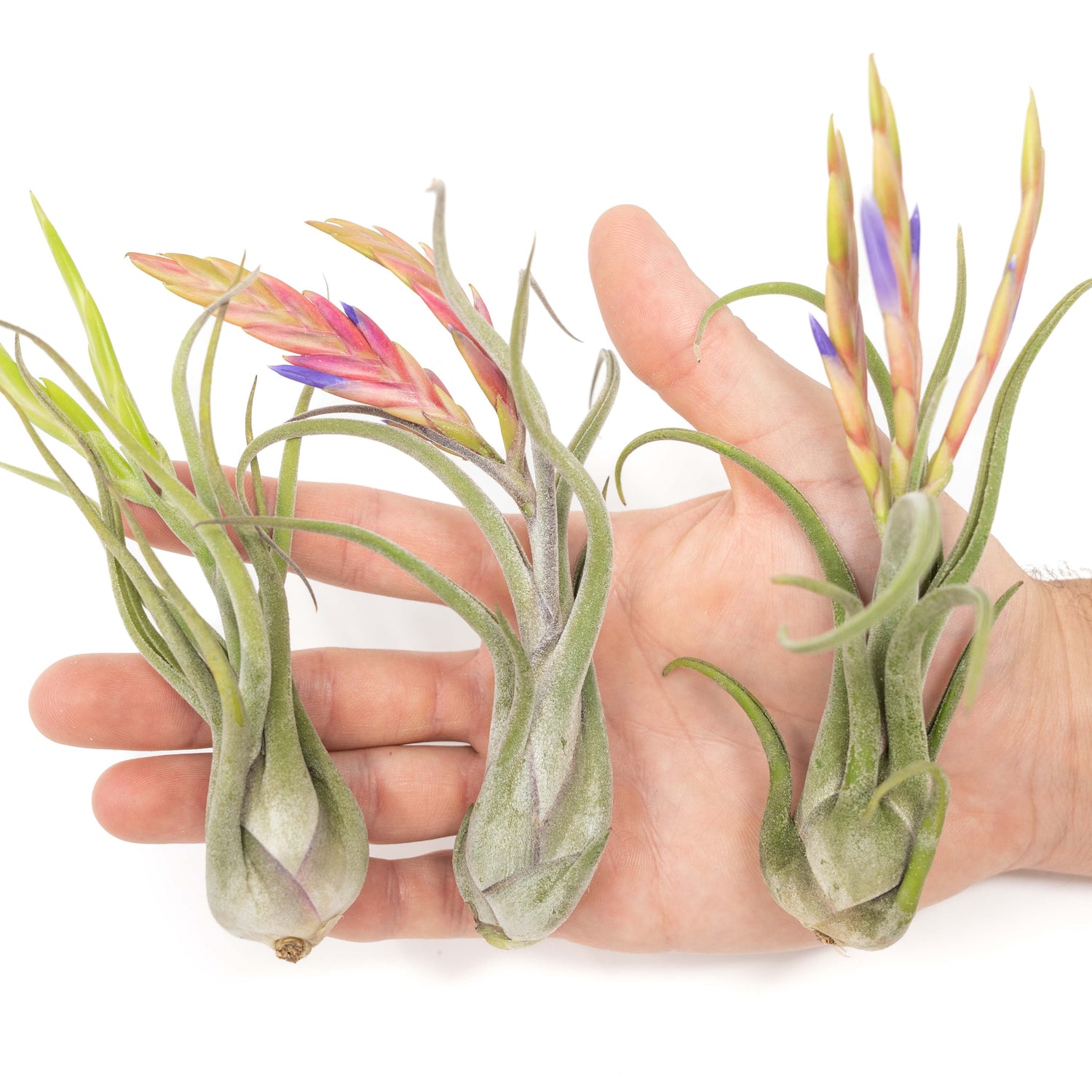SALE - Tillandsia Caput Medusae Air Plants - Set of 10 or 20 - 70% Off