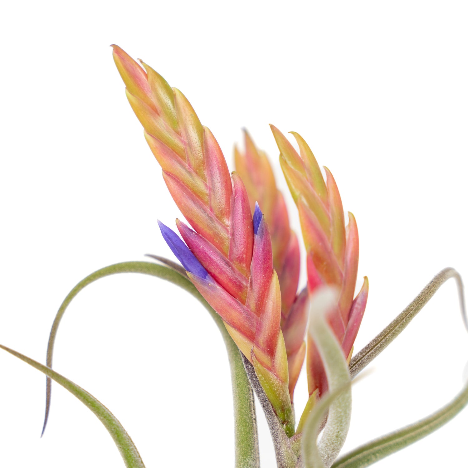 SALE - Tillandsia Caput Medusae Air Plants - Set of 10 or 20 - 70% Off