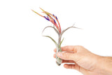 Large Tillandsia Caput Medusae Air Plants / 5-8 Inch Plants