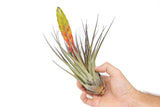 Tillandsia Fasciculata Tricolor Golden Torch Air Plants