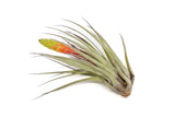 SALE - Large Tillandsia Fasciculata Tricolor Air Plants - Set of 5 or 10 - 50% Off