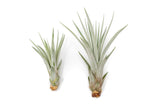 Large Tillandsia Fasciculata Tricolor Golden Torch Air Plants