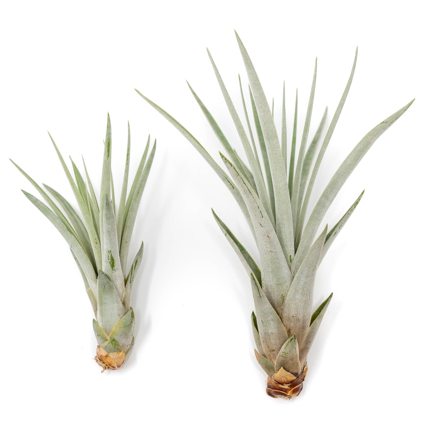 Tillandsia Fasciculata Tricolor Golden Torch Air Plants