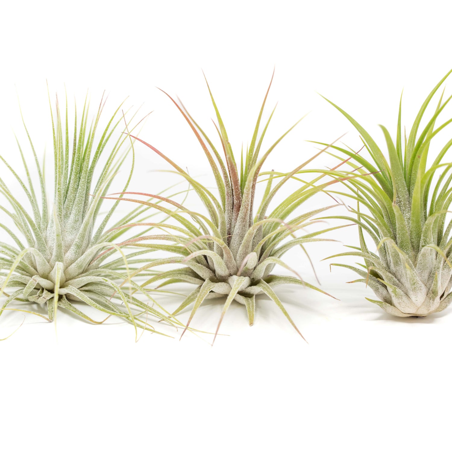Large Tillandsia Ionantha Guatemala Air Plants