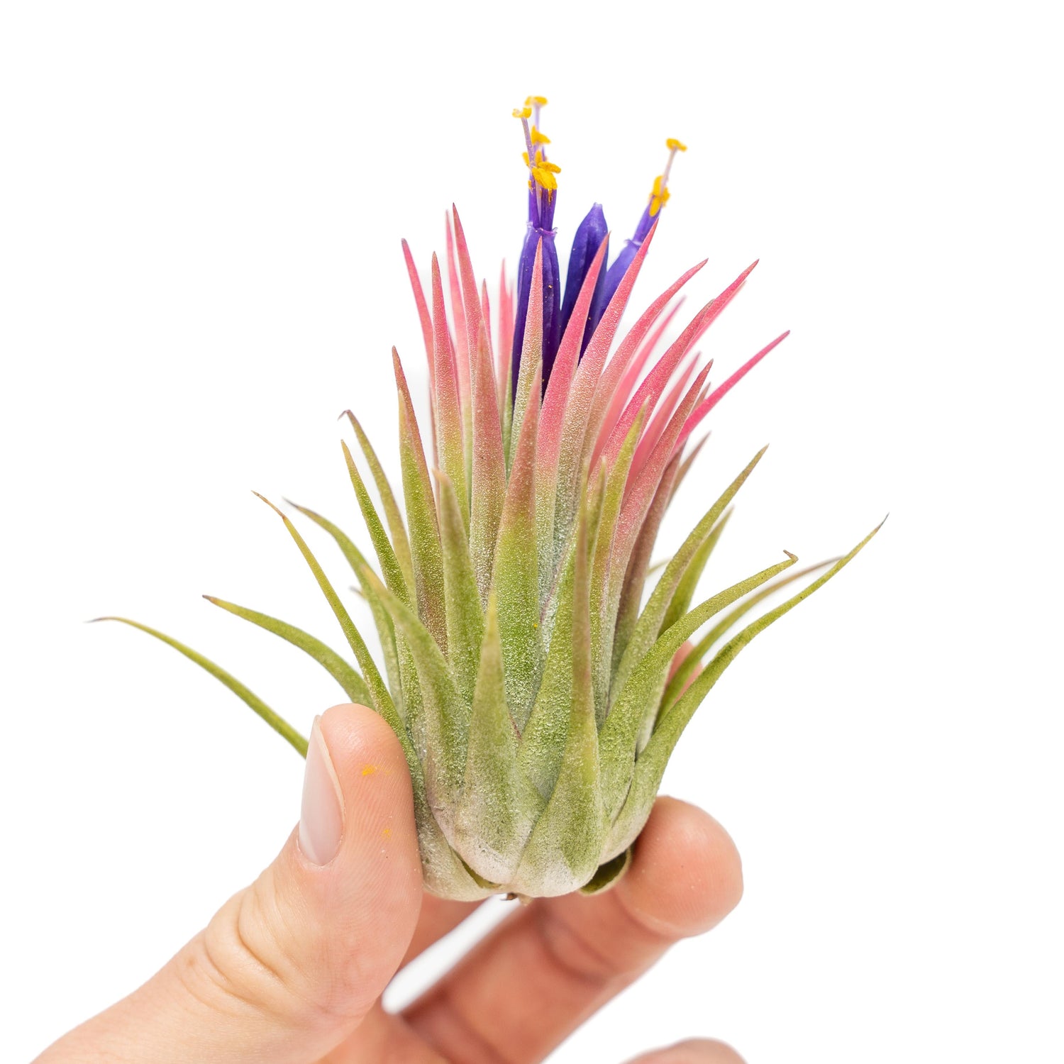 SALE - Large Tillandsia Ionantha Rubra Air Plants - Set of 10 or 20 - 40% Off