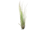 Tillandsia Juncifolia Air Plants