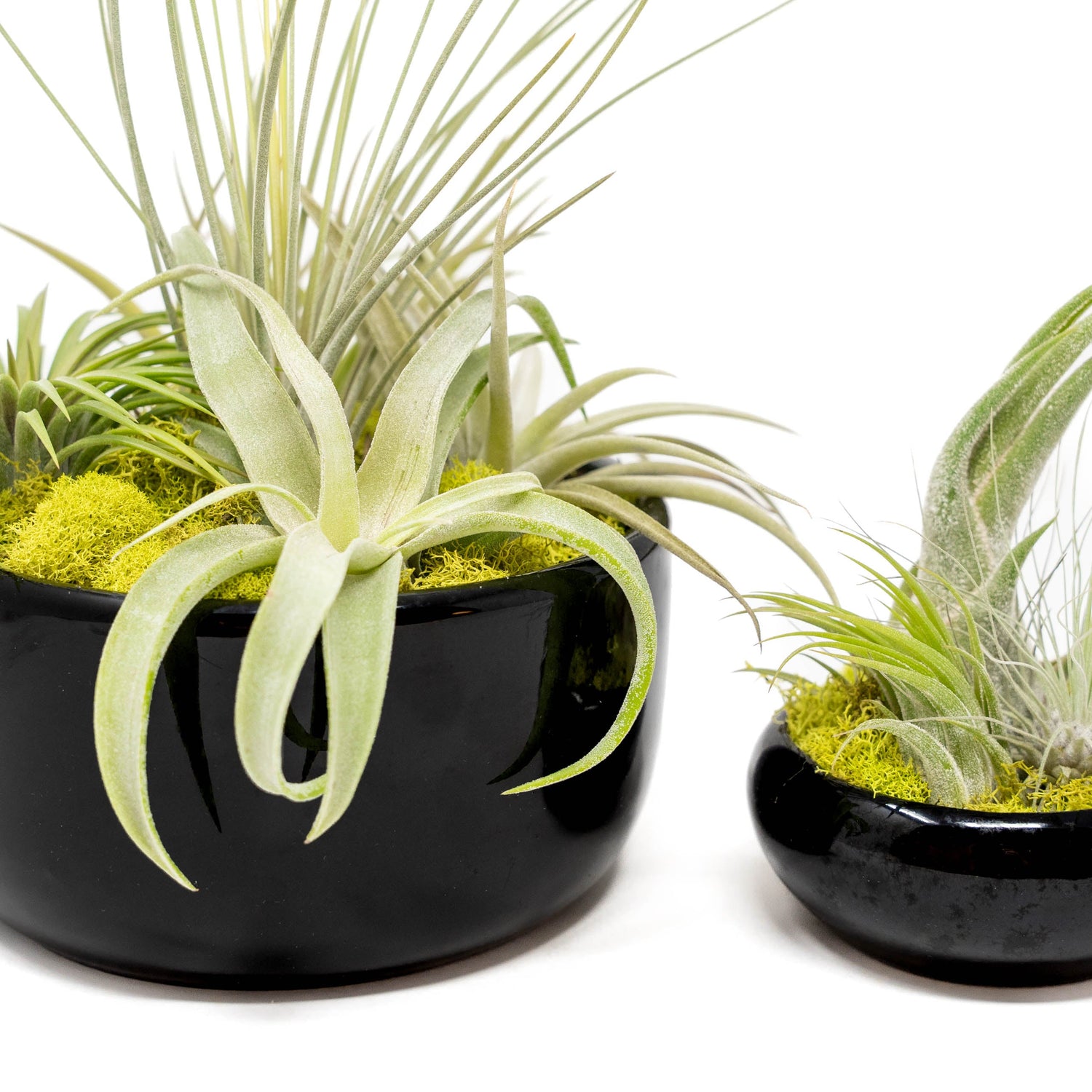 Large Fully Assembled Air Plant Bowl Garden