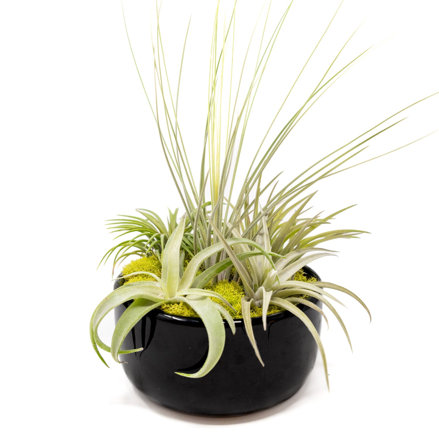 Large Fully Assembled Air Plant Bowl Garden