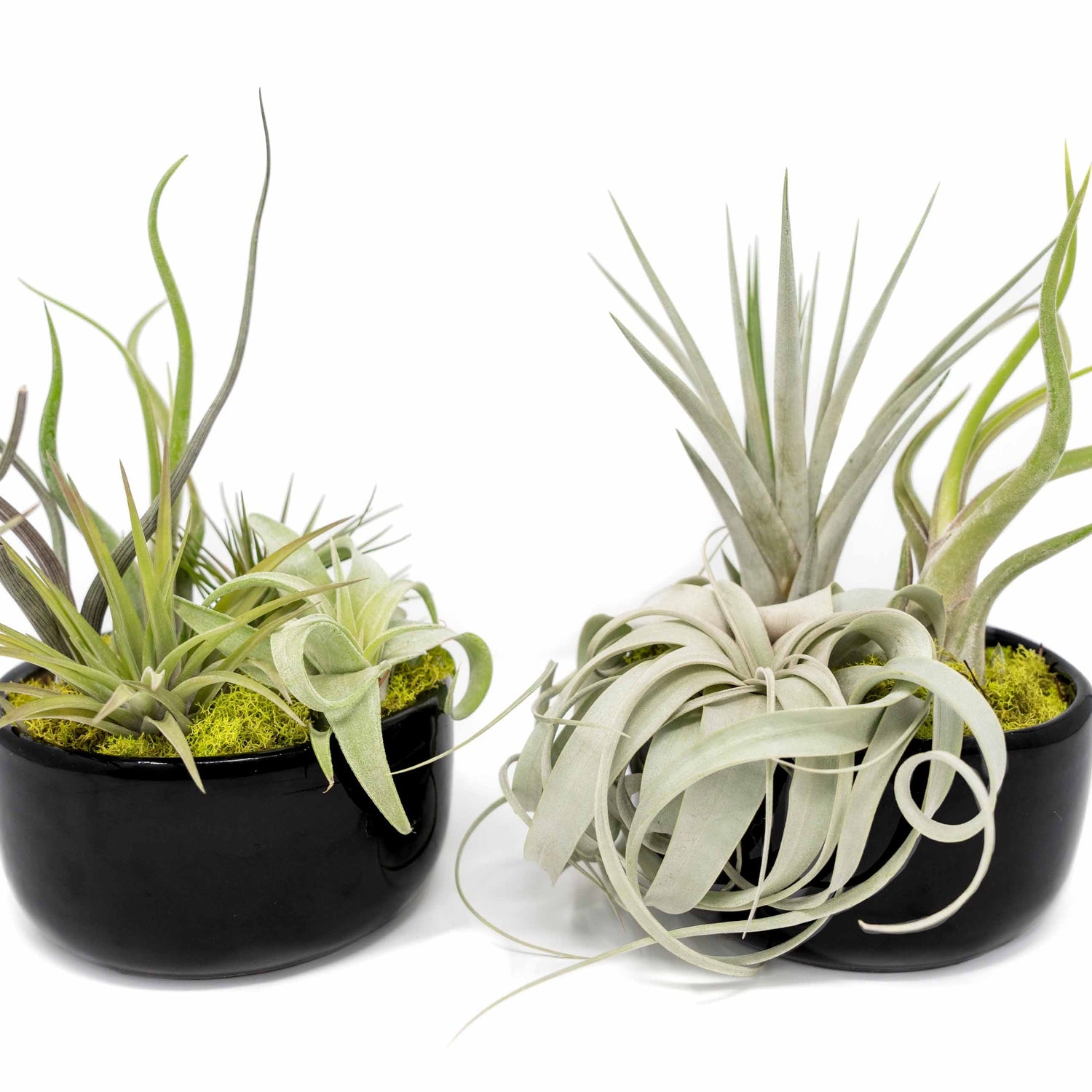 Large Fully Assembled Air Plant Bowl Garden
