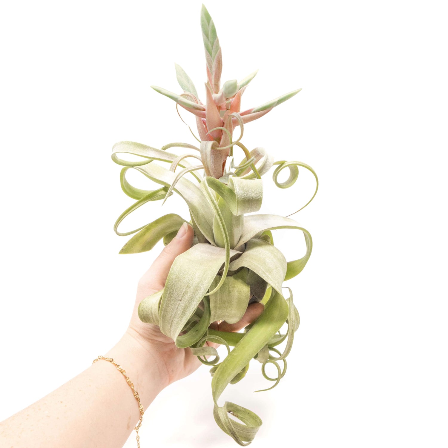 SALE - Tillandsia Streptophylla Air Plants - Set of 3 or 6 - 30% Off