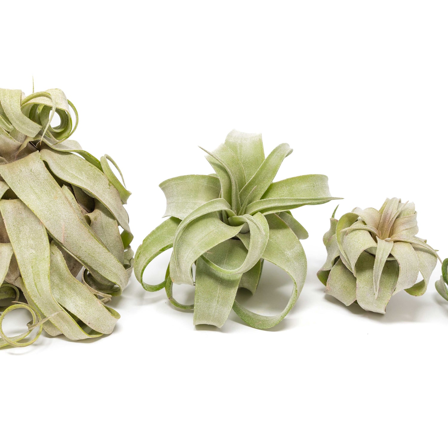SALE - Tillandsia Streptophylla Air Plants - Set of 3 or 6 - 30% Off