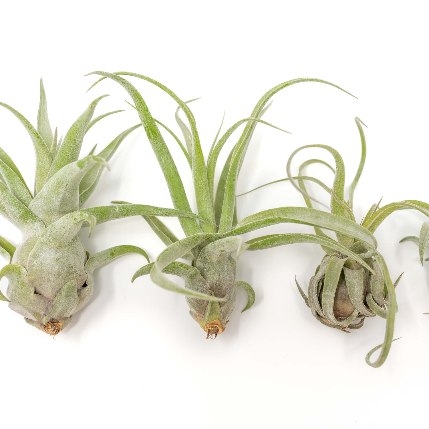 SALE - Tillandsia Streptophylla Air Plants - Set of 3 or 6 - 30% Off