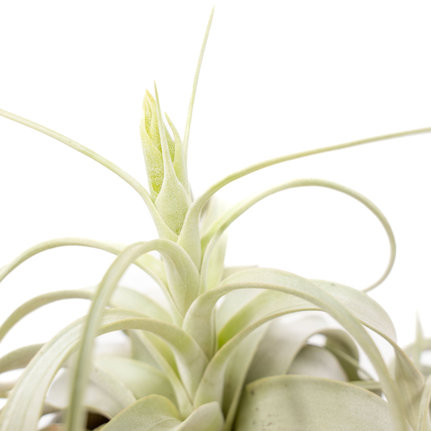 Spectacular Jumbo Tillandsia Xerographica / 8+ Inches Wide