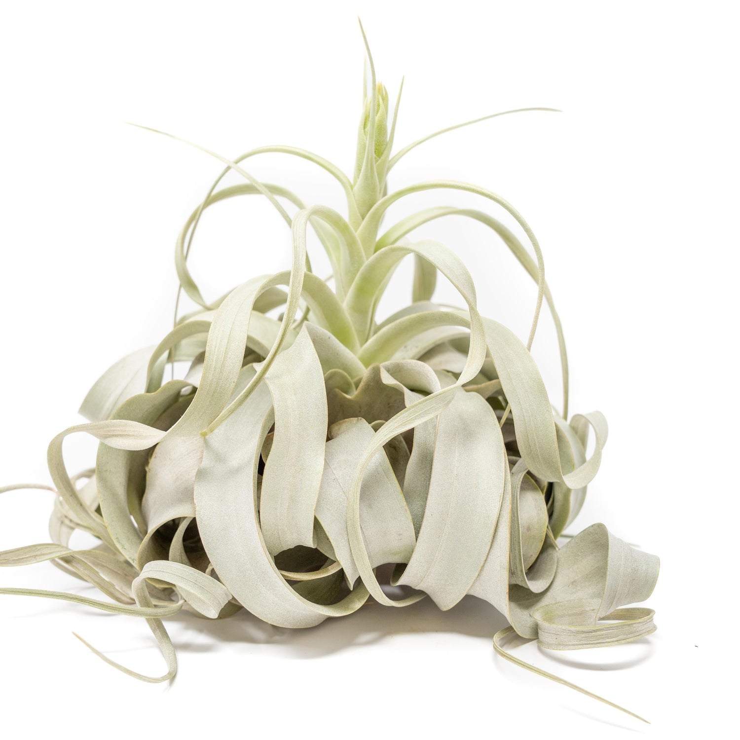 Spectacular Jumbo Tillandsia Xerographica / 8+ Inches Wide