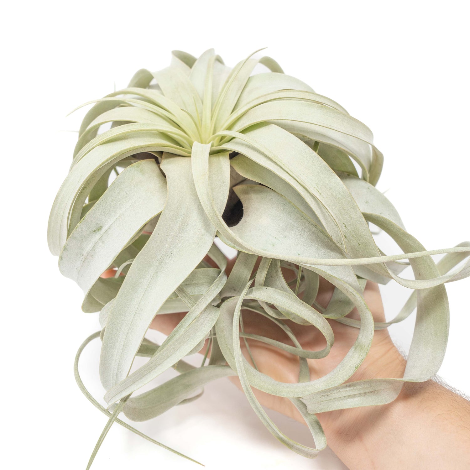Tillandsia Xerographica Air Plants - Multiple Sizes