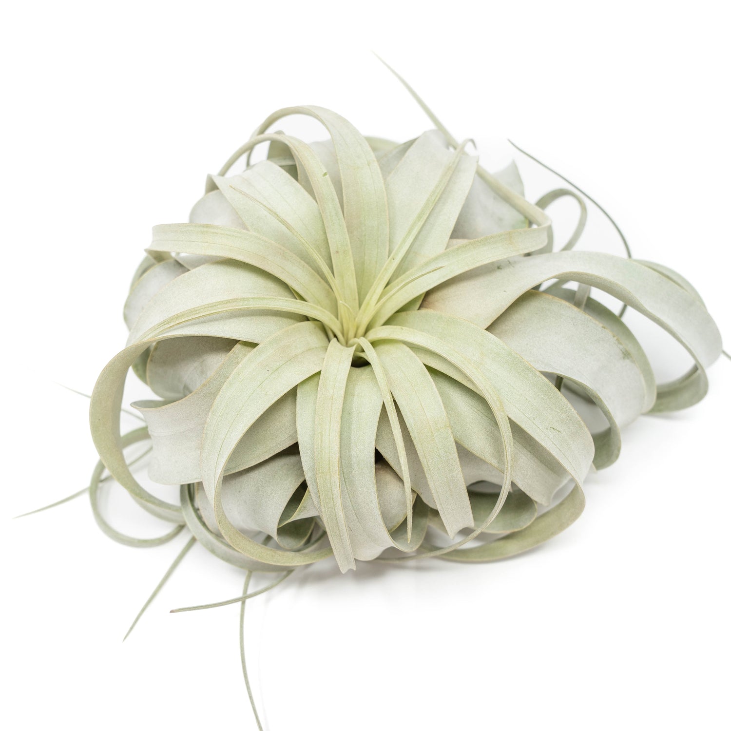 Tillandsia Xerographica Air Plants - Multiple Sizes