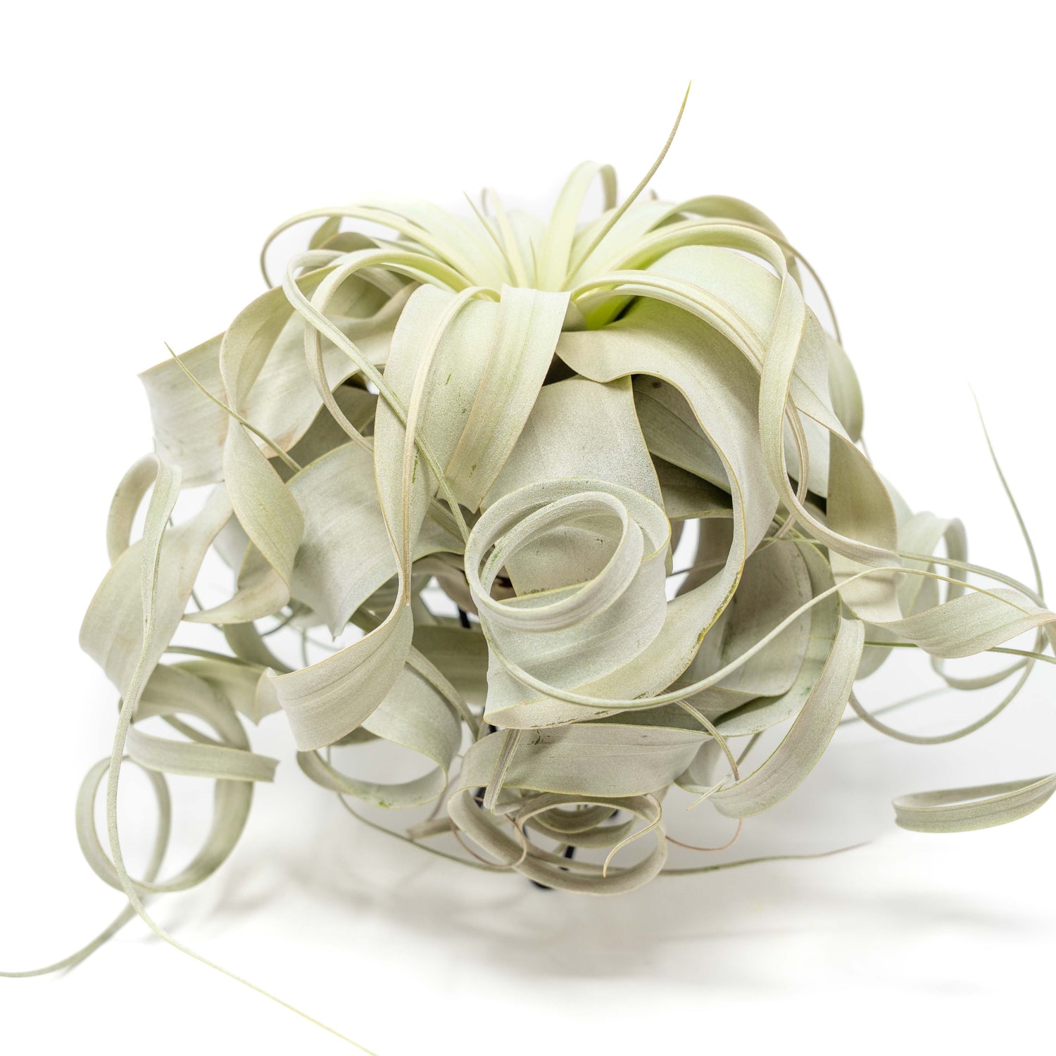 Special Curly Tillandsia Xerographica - Limited Quantities / 6-8 Inches Wide