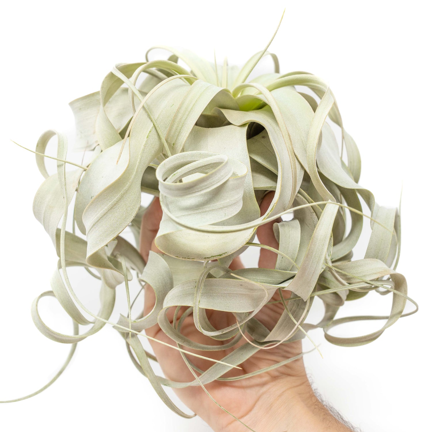 Special Curly Tillandsia Xerographica - Limited Quantities / 6-8 Inches Wide