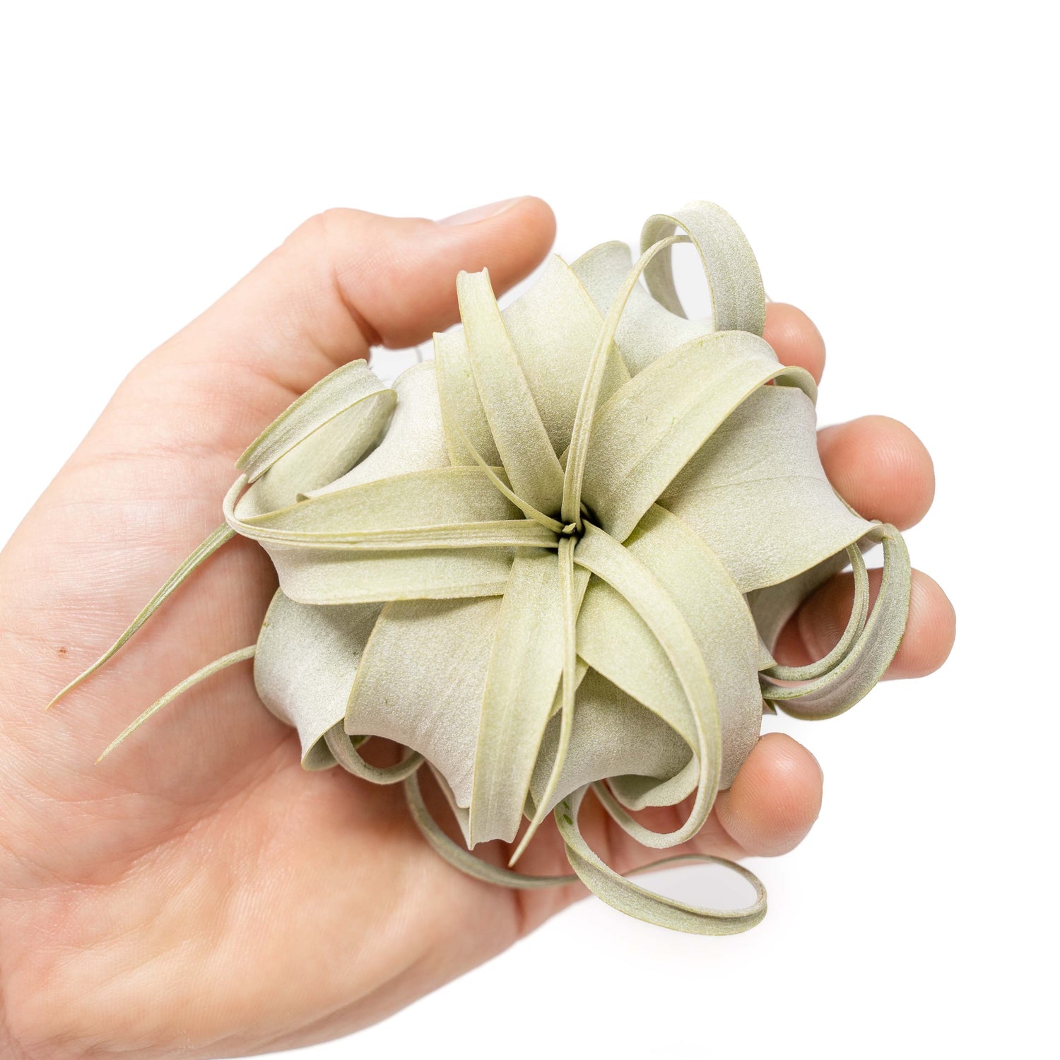 Tillandsia Xerographica Seedling - 2-4 Inches Wide - Help Support Sustainable Farming