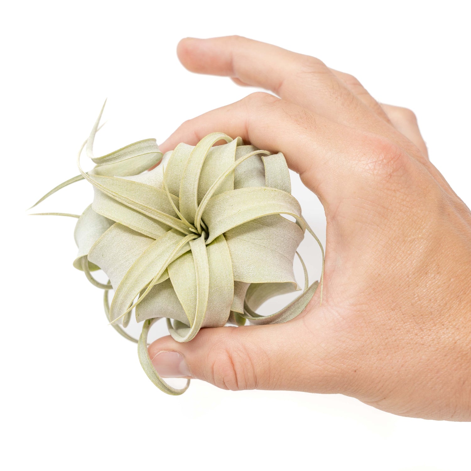 Tillandsia Xerographica Air Plants - Multiple Sizes
