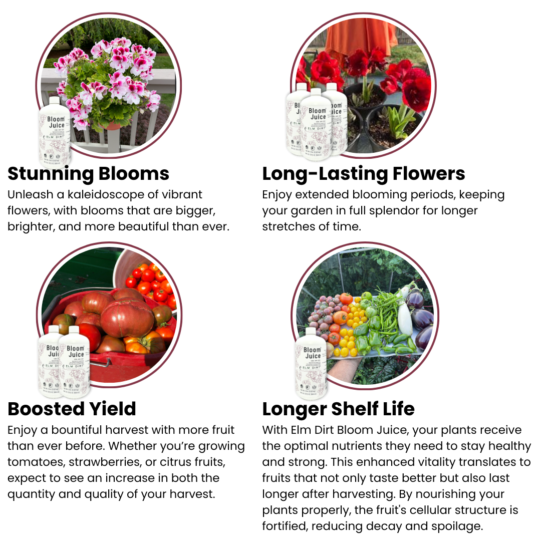 Bloom Juice - Award-Winning Formula