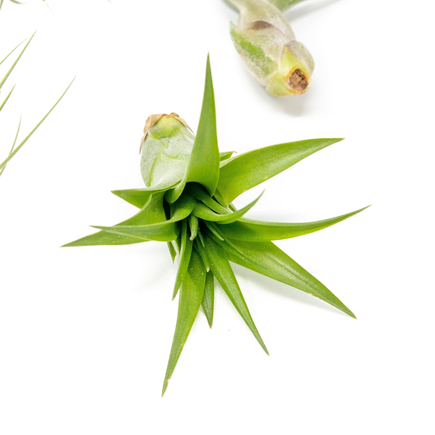 SALE - The Elegant Collection of Tillandsia Air Plants - Set of 10, 20, or 30 - 60% Off