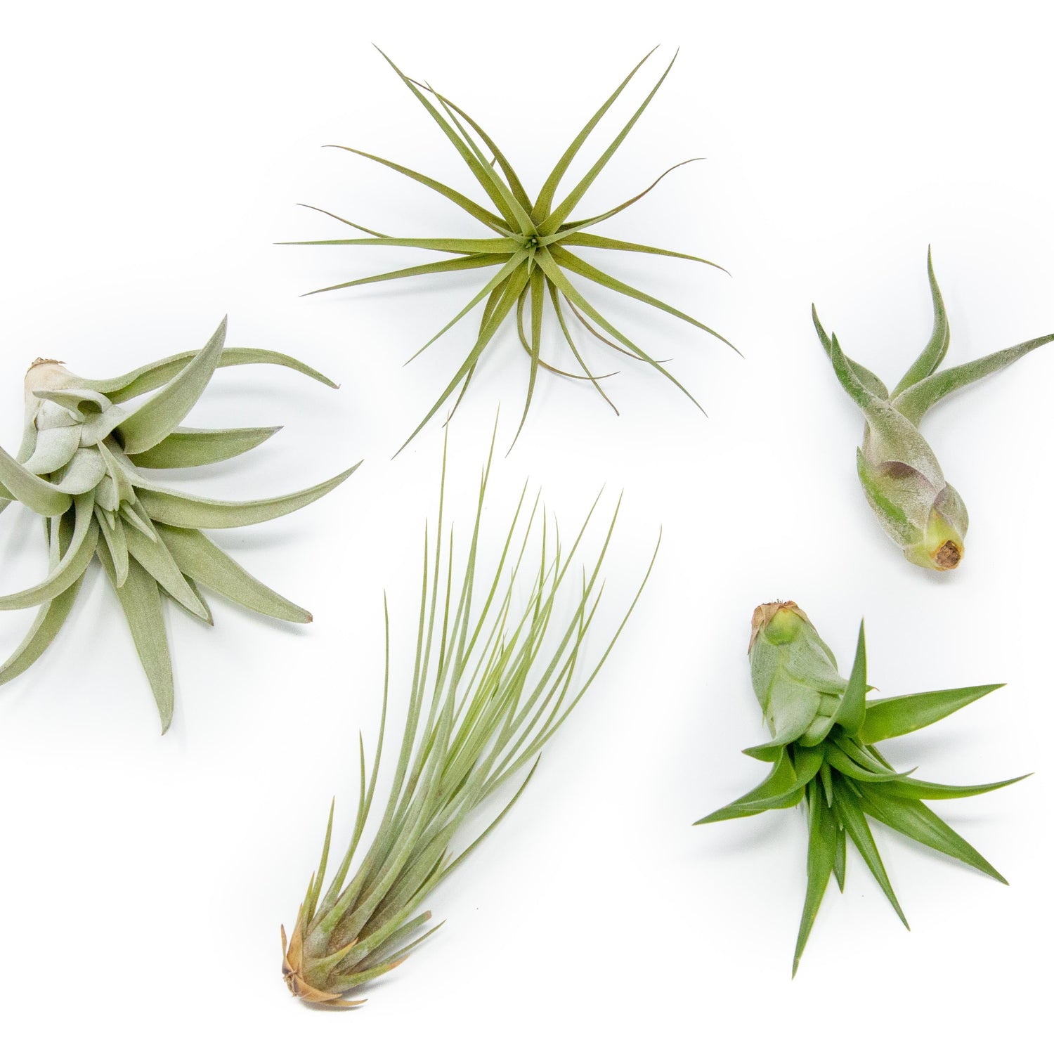 SALE - The Elegant Collection of Tillandsia Air Plants - Set of 10, 20, or 30 - 60% Off