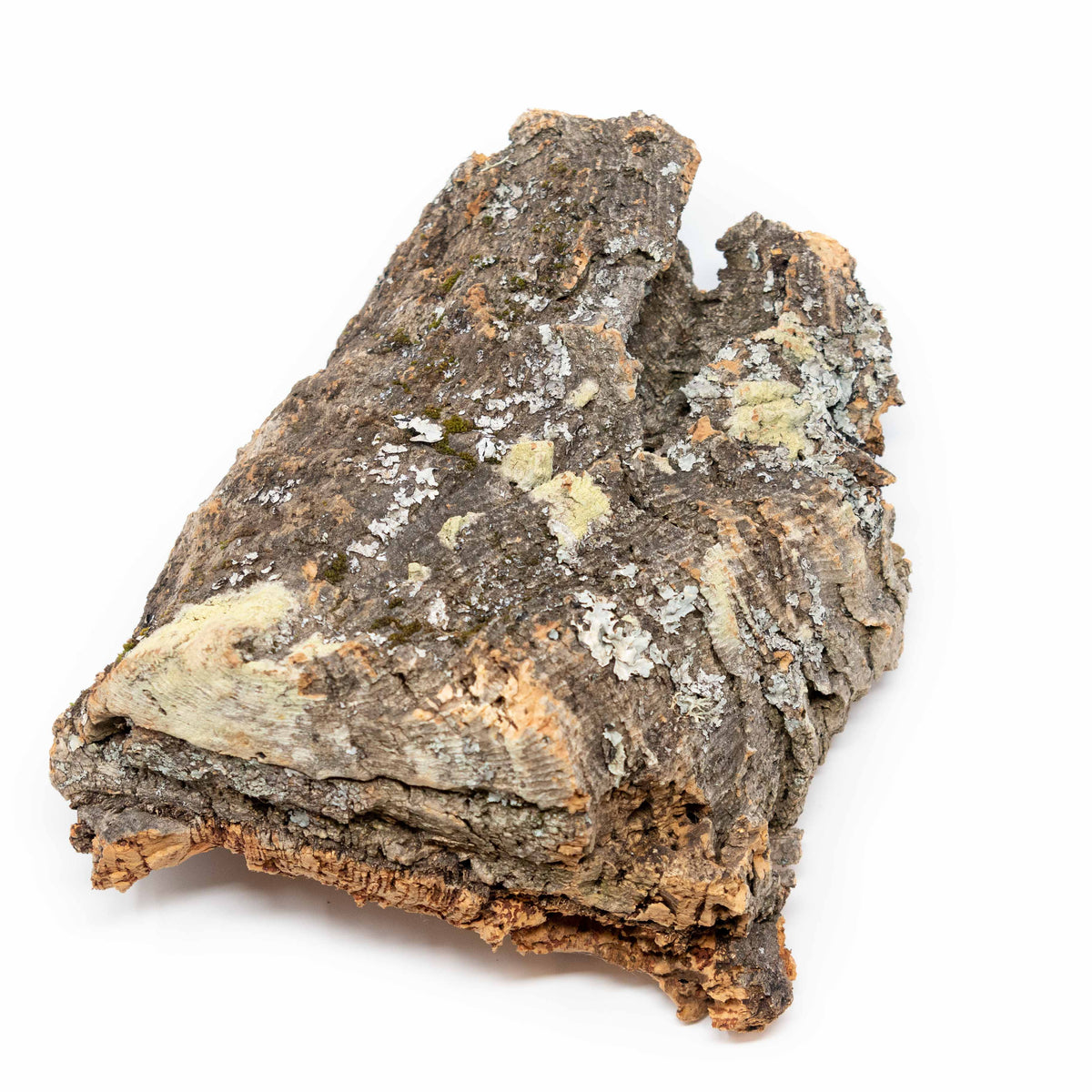 Natural Cork Bark Displays & Waterproof Glue - Create a Unique Vertica ...
