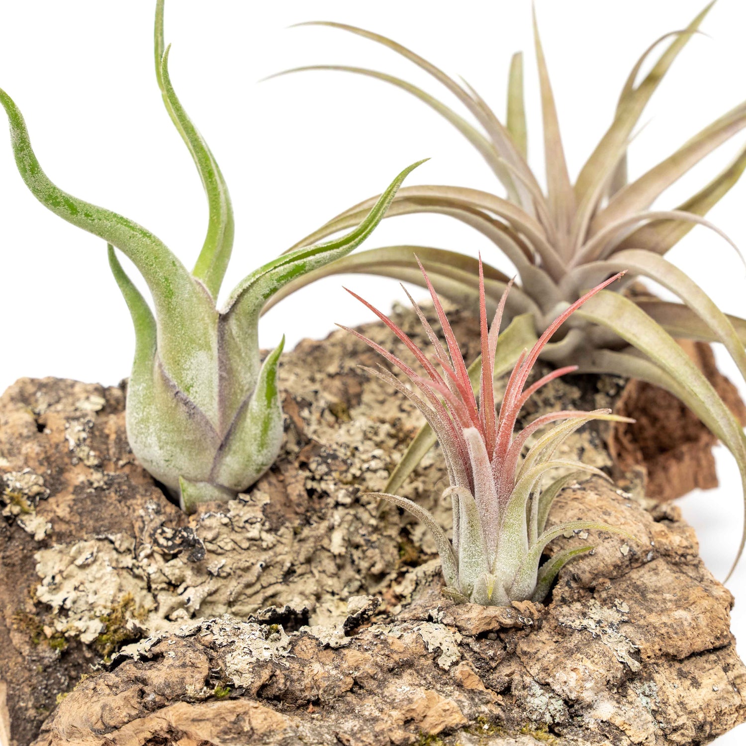 Medium Tabletop Cork Bark Display with 3 Tillandsia Air Plants