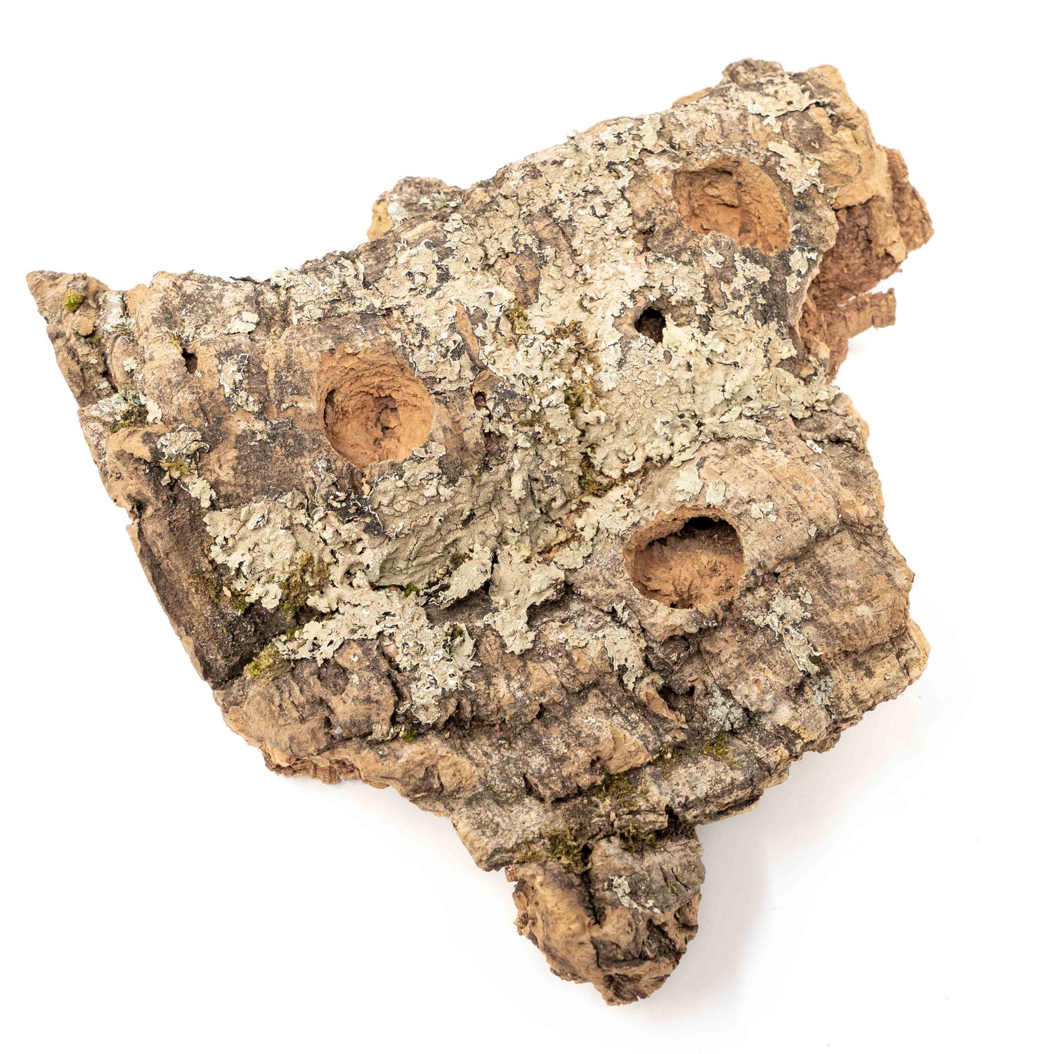 Medium Tabletop Cork Bark Display with 3 Tillandsia Air Plants