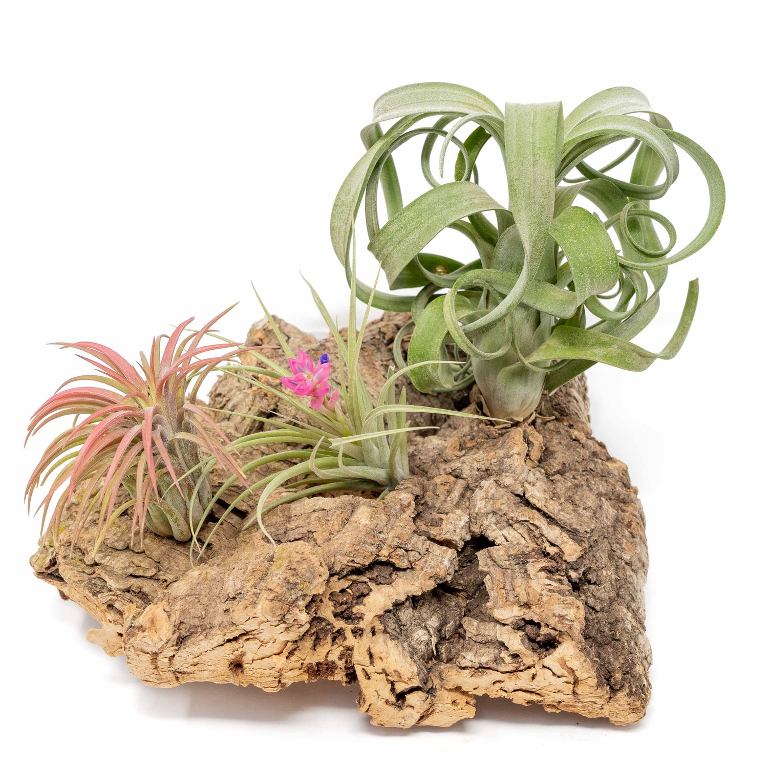 Medium Tabletop Cork Bark Display with 3 Tillandsia Air Plants