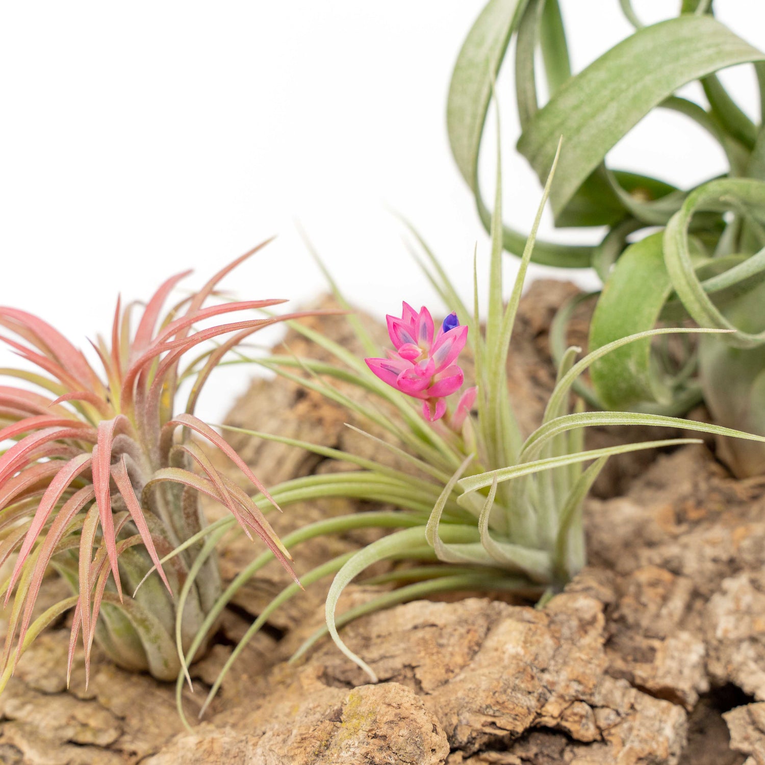 Medium Tabletop Cork Bark Display with 3 Tillandsia Air Plants