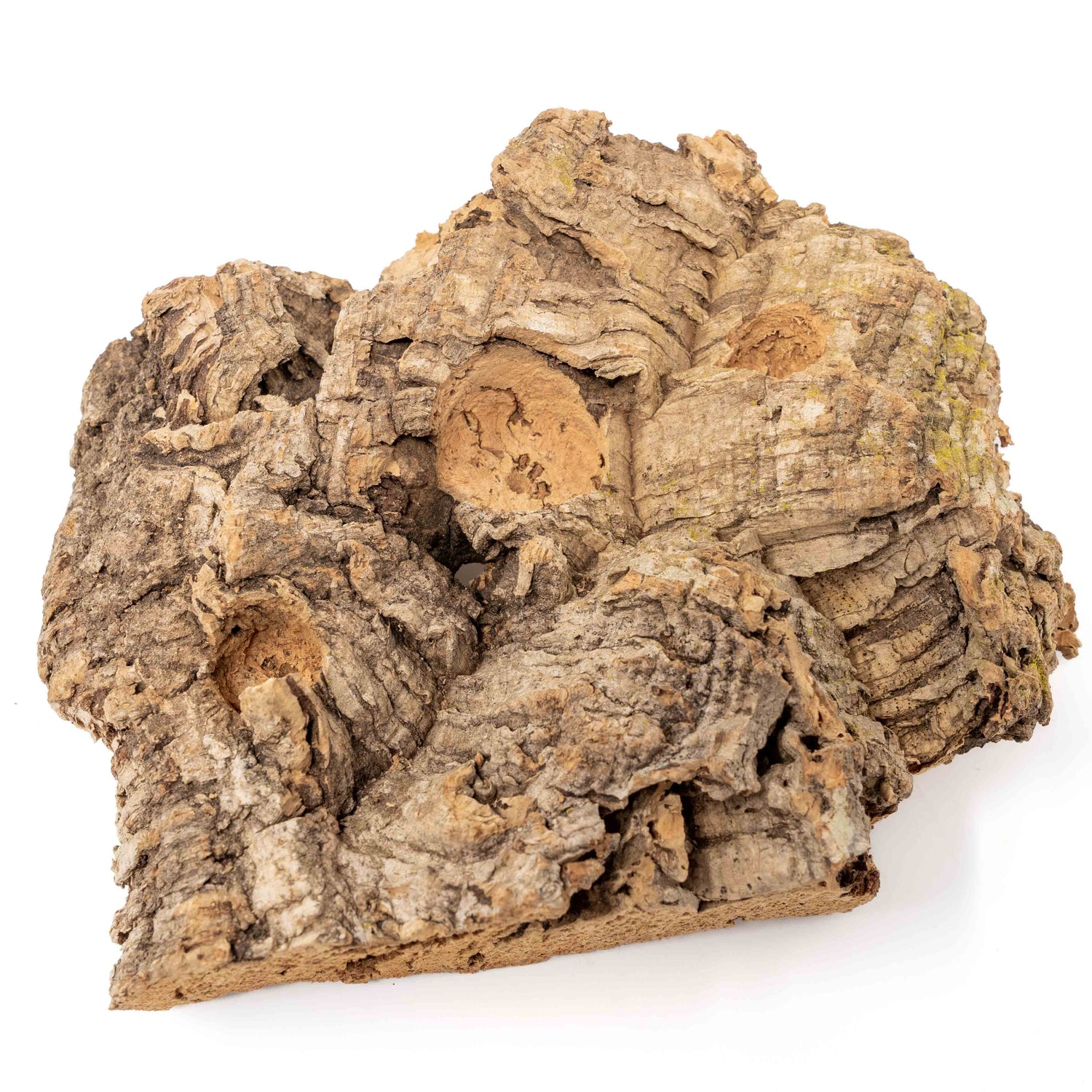 Medium Tabletop Cork Bark Display with 3 Tillandsia Air Plants