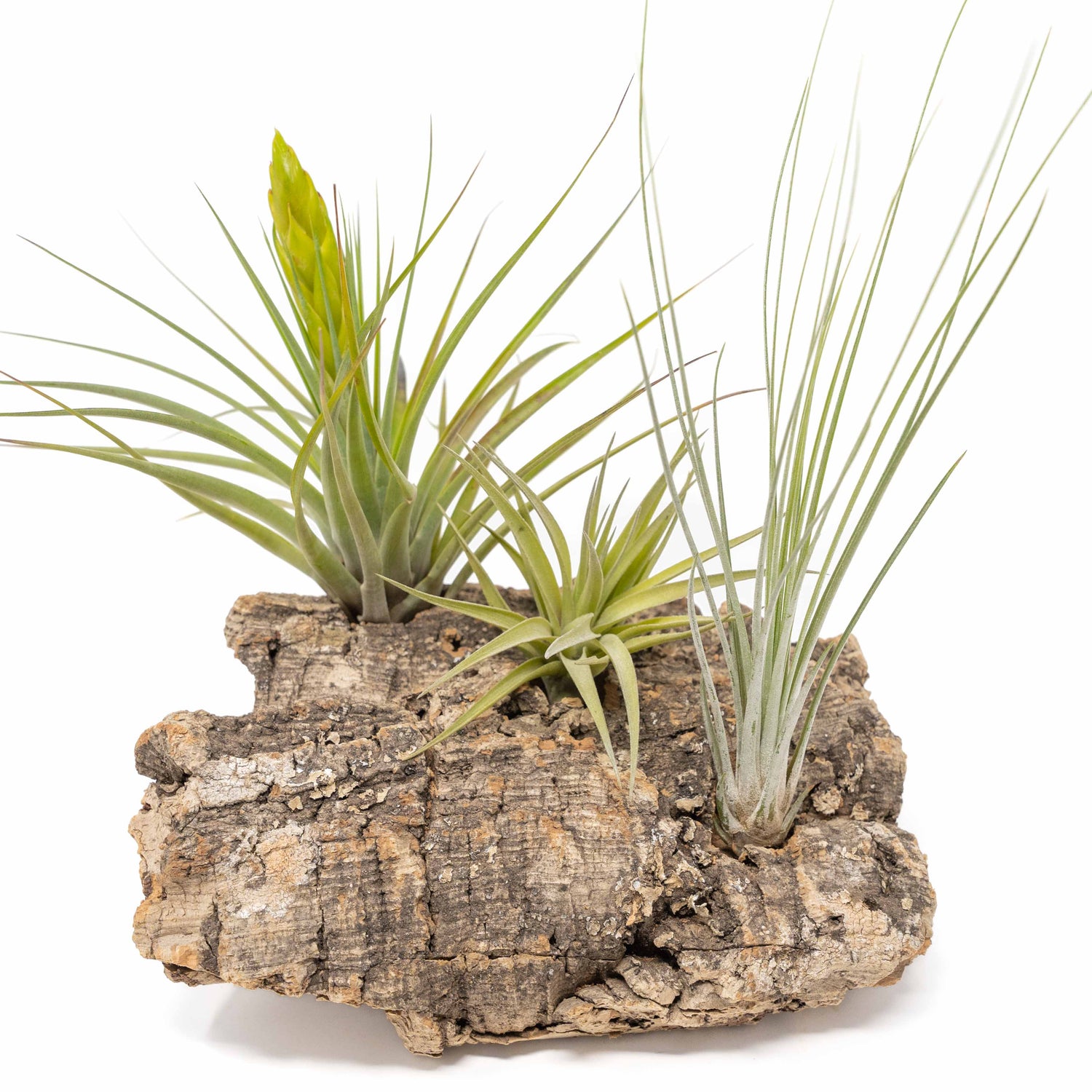 Medium Tabletop Cork Bark Display with 3 Tillandsia Air Plants