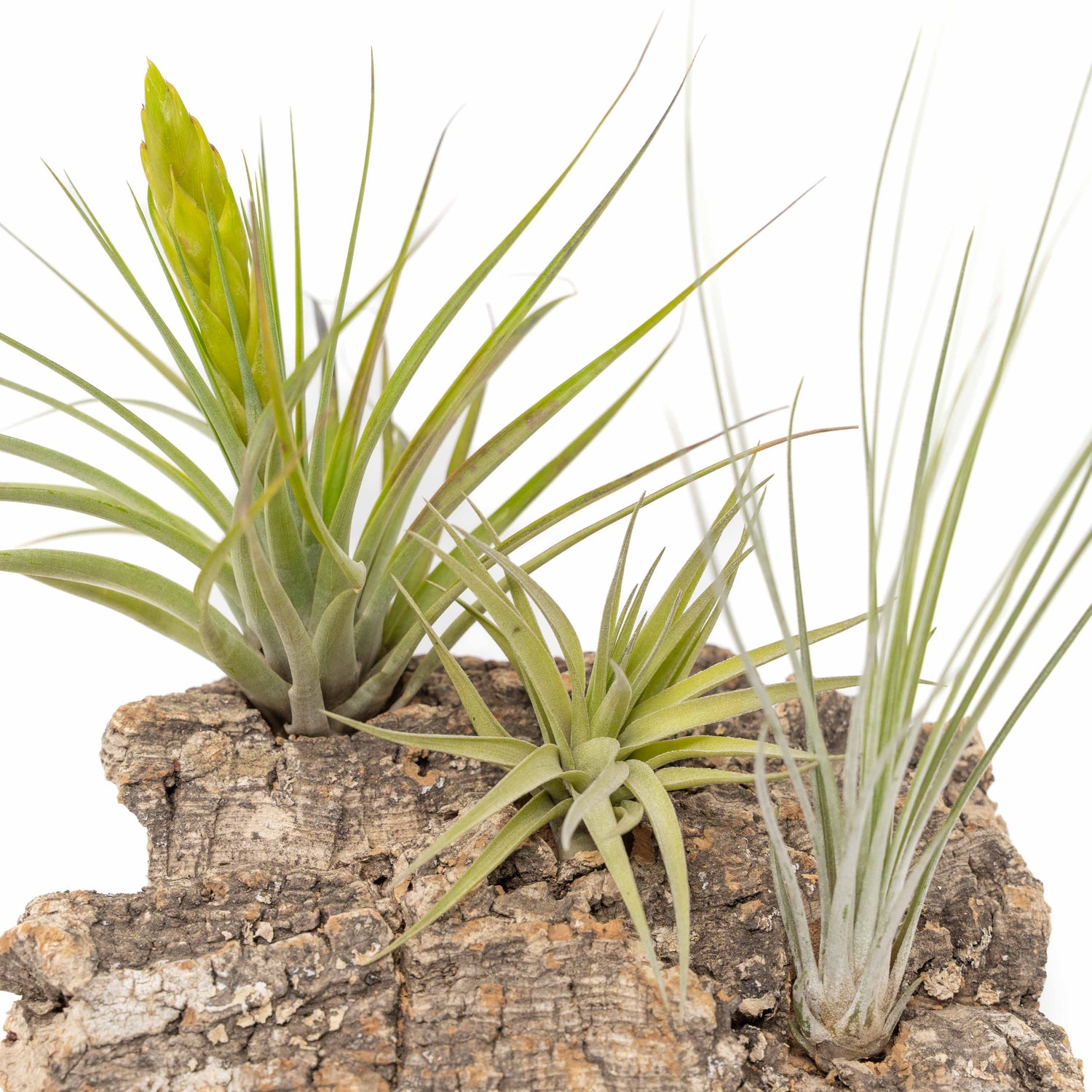 Medium Tabletop Cork Bark Display with 3 Tillandsia Air Plants