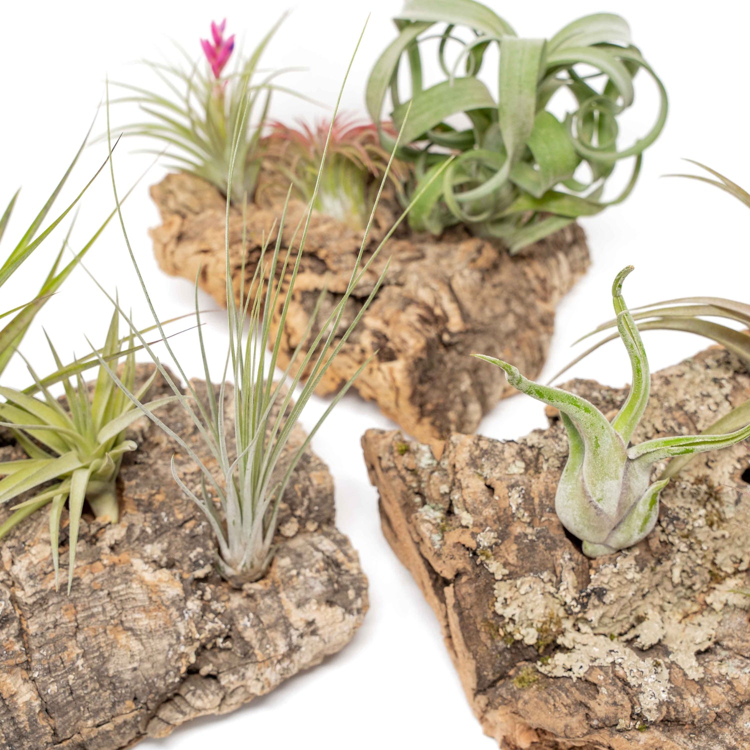 Medium Tabletop Cork Bark Display with 3 Tillandsia Air Plants